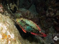 Red Band Parrotfish